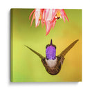 Colibrí a detalle | Cuadro decorativo de Canvas Lab