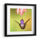 Colibrí a detalle | Cuadro decorativo de Canvas Lab