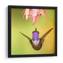 Colibrí a detalle | Cuadro decorativo de Canvas Lab