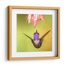 Colibrí a detalle | Cuadro decorativo de Canvas Lab