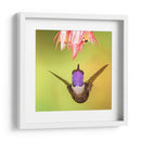 Colibrí a detalle | Cuadro decorativo de Canvas Lab