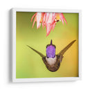 Colibrí a detalle | Cuadro decorativo de Canvas Lab