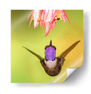 Colibrí a detalle | Cuadro decorativo de Canvas Lab