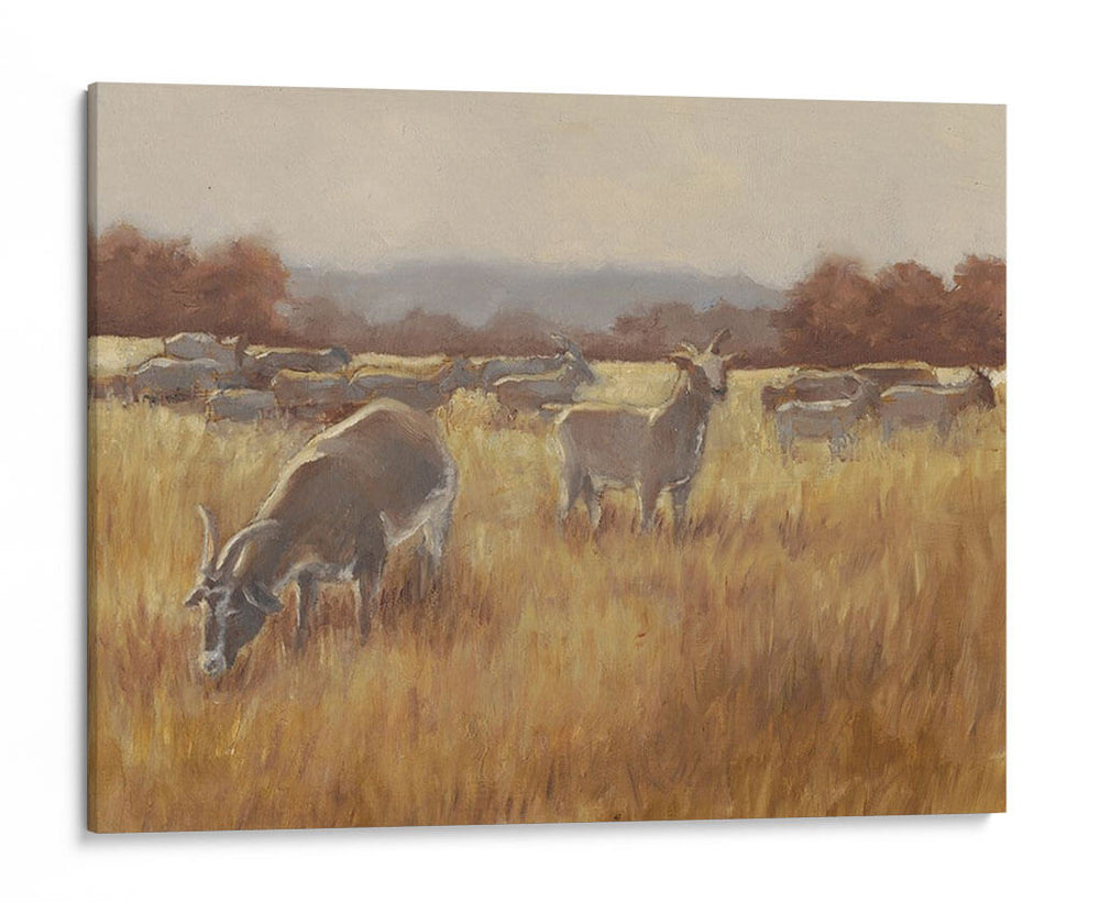 Cabras De Pastoreo Ii - Ethan Harper | Cuadro decorativo de Canvas Lab
