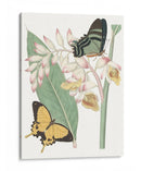 Les Papillons I - Vision Studio | Cuadro decorativo de Canvas Lab