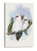 Parrots Pastel Iv - John Gould | Cuadro decorativo de Canvas Lab