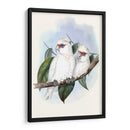 Parrots Pastel Iv - John Gould | Cuadro decorativo de Canvas Lab