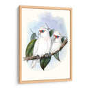 Parrots Pastel Iv - John Gould | Cuadro decorativo de Canvas Lab