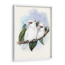 Parrots Pastel Iv - John Gould | Cuadro decorativo de Canvas Lab