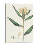 Suave Tropical Viii - George Smith | Cuadro decorativo de Canvas Lab