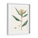 Suave Tropical Viii - George Smith | Cuadro decorativo de Canvas Lab