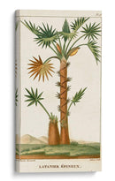 Turpin Palmas Exóticas I - Turpin | Cuadro decorativo de Canvas Lab