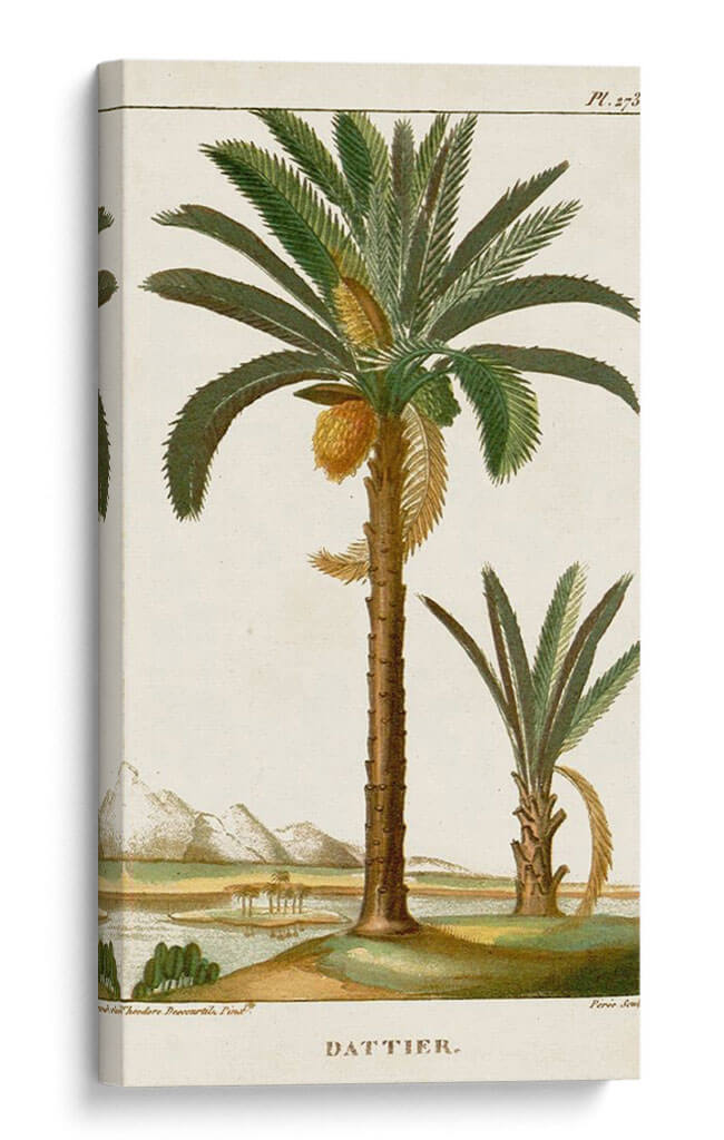 Turpin Exotic Palms Iv - Turpin | Cuadro decorativo de Canvas Lab