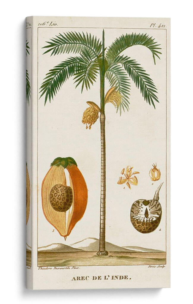 Turpin Exotic Palms V - Turpin | Cuadro decorativo de Canvas Lab