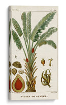 Turpin Exotic Palms Vi - Turpin | Cuadro decorativo de Canvas Lab