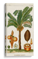 Turpin Exotic Palms Vii - Turpin | Cuadro decorativo de Canvas Lab