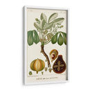 Turpin Exotic Palms Viii - Turpin | Cuadro decorativo de Canvas Lab
