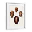 Conchologia Iconica I | Cuadro decorativo de Canvas Lab