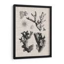 Espécimen De Coral I - Vision Studio | Cuadro decorativo de Canvas Lab