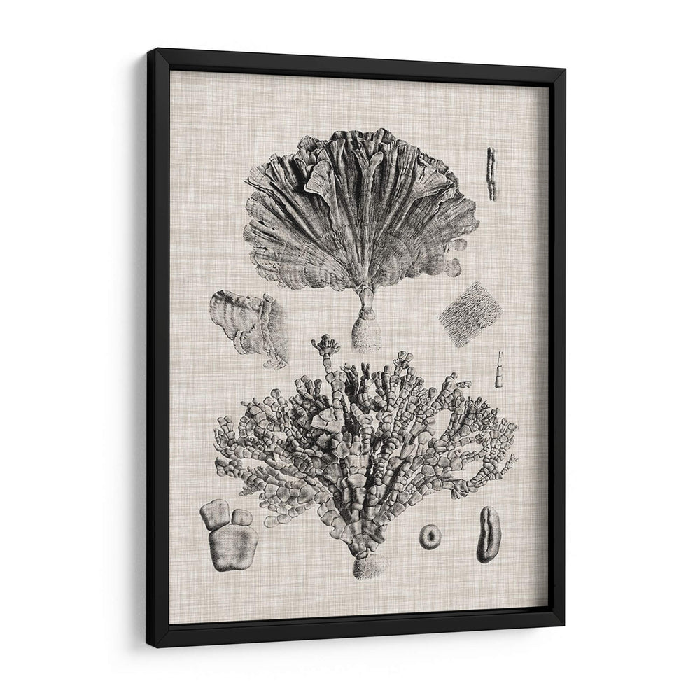 Espécimen De Coral Iii - Vision Studio | Cuadro decorativo de Canvas Lab