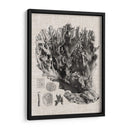 Espécimen De Coral V - Vision Studio | Cuadro decorativo de Canvas Lab