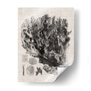 Espécimen De Coral V - Vision Studio | Cuadro decorativo de Canvas Lab