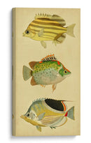 Trío De Peces Tropicales I - Vision Studio | Cuadro decorativo de Canvas Lab