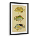 Trío De Peces Tropicales I - Vision Studio | Cuadro decorativo de Canvas Lab