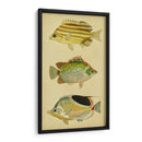 Trío De Peces Tropicales I - Vision Studio | Cuadro decorativo de Canvas Lab