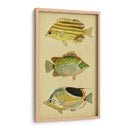 Trío De Peces Tropicales I - Vision Studio | Cuadro decorativo de Canvas Lab