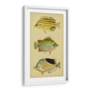 Trío De Peces Tropicales I - Vision Studio | Cuadro decorativo de Canvas Lab