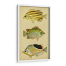 Trío De Peces Tropicales I - Vision Studio | Cuadro decorativo de Canvas Lab