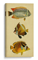 Trío De Peces Tropicales Ii - Vision Studio | Cuadro decorativo de Canvas Lab