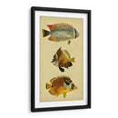 Trío De Peces Tropicales Ii - Vision Studio | Cuadro decorativo de Canvas Lab