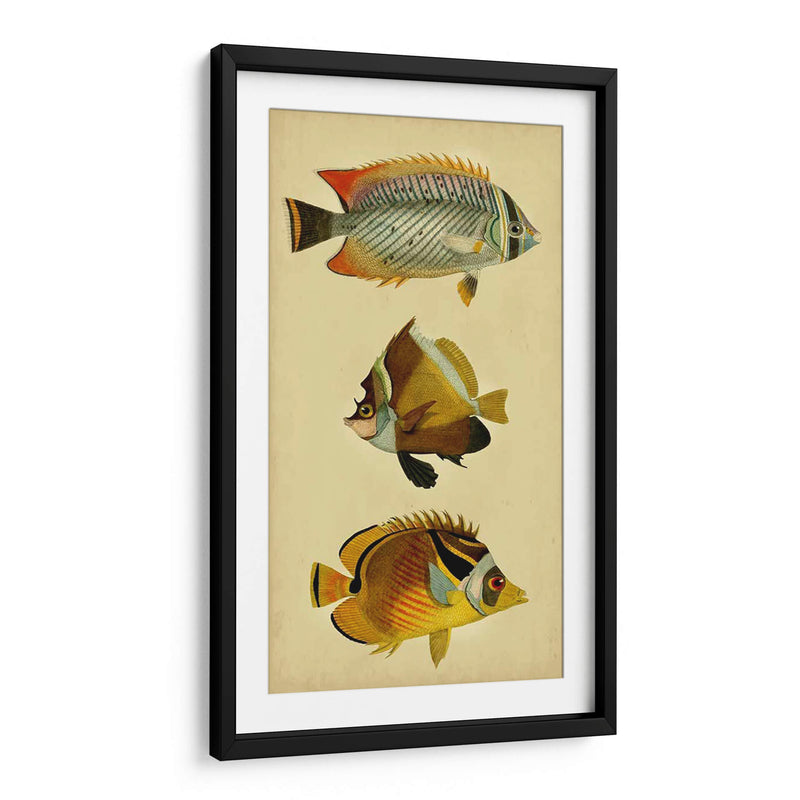 Trío De Peces Tropicales Ii - Vision Studio | Cuadro decorativo de Canvas Lab