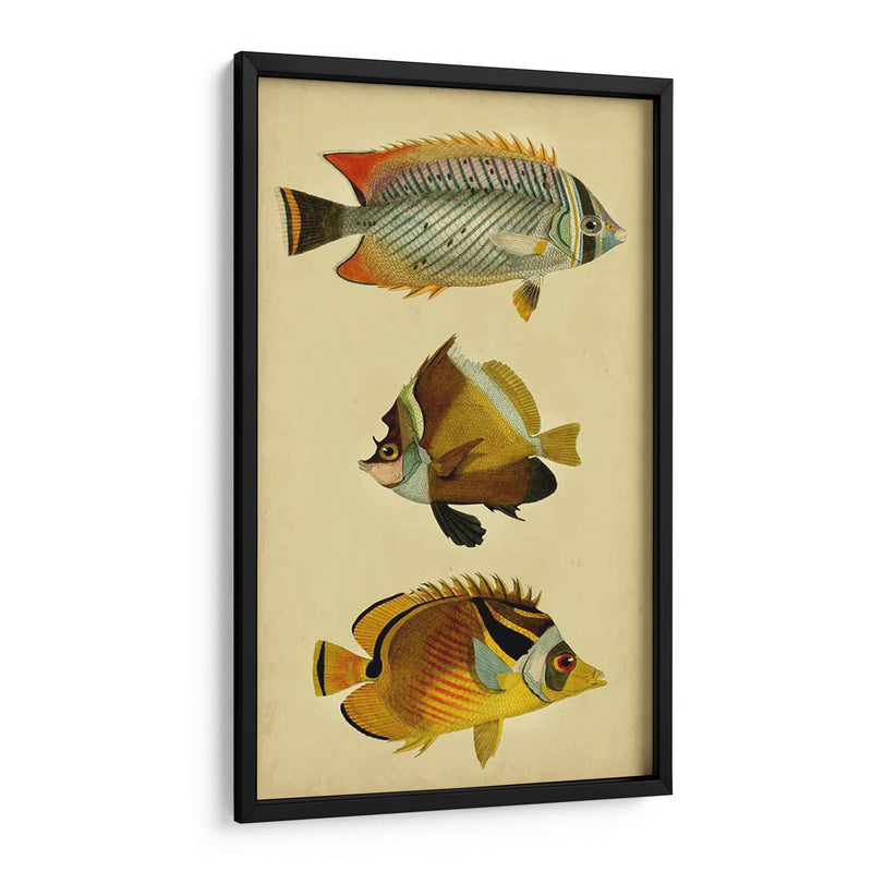 Trío De Peces Tropicales Ii - Vision Studio | Cuadro decorativo de Canvas Lab