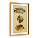 Trío De Peces Tropicales Ii - Vision Studio | Cuadro decorativo de Canvas Lab