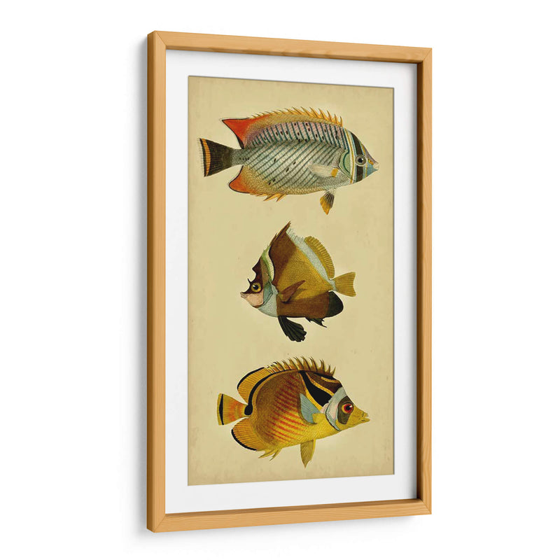 Trío De Peces Tropicales Ii - Vision Studio | Cuadro decorativo de Canvas Lab