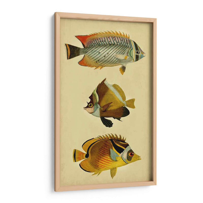 Trío De Peces Tropicales Ii - Vision Studio | Cuadro decorativo de Canvas Lab