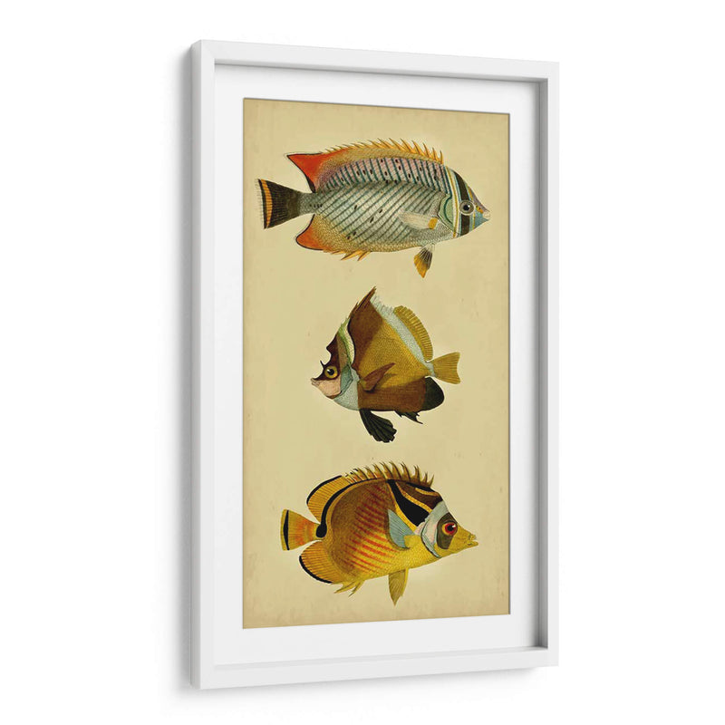 Trío De Peces Tropicales Ii - Vision Studio | Cuadro decorativo de Canvas Lab