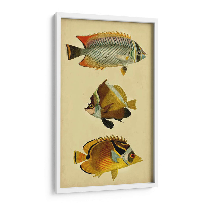 Trío De Peces Tropicales Ii - Vision Studio | Cuadro decorativo de Canvas Lab