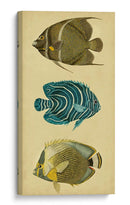 Trío De Peces Tropicales Iii - Vision Studio | Cuadro decorativo de Canvas Lab