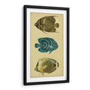 Trío De Peces Tropicales Iii - Vision Studio | Cuadro decorativo de Canvas Lab