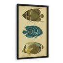 Trío De Peces Tropicales Iii - Vision Studio | Cuadro decorativo de Canvas Lab