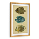 Trío De Peces Tropicales Iii - Vision Studio | Cuadro decorativo de Canvas Lab