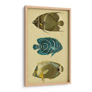 Trío De Peces Tropicales Iii - Vision Studio | Cuadro decorativo de Canvas Lab