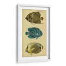 Trío De Peces Tropicales Iii - Vision Studio | Cuadro decorativo de Canvas Lab