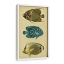Trío De Peces Tropicales Iii - Vision Studio | Cuadro decorativo de Canvas Lab