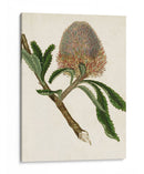 Antiguo Protea I | Cuadro decorativo de Canvas Lab