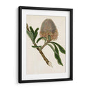 Antiguo Protea I | Cuadro decorativo de Canvas Lab